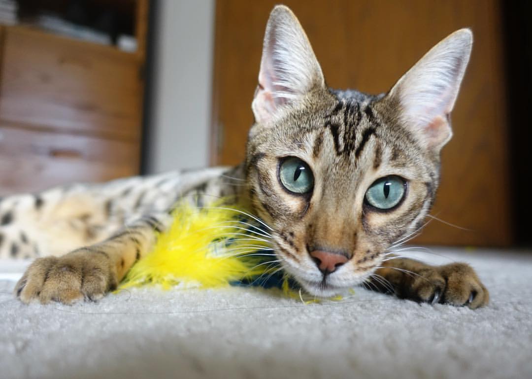 PSG未来防线亟需加强