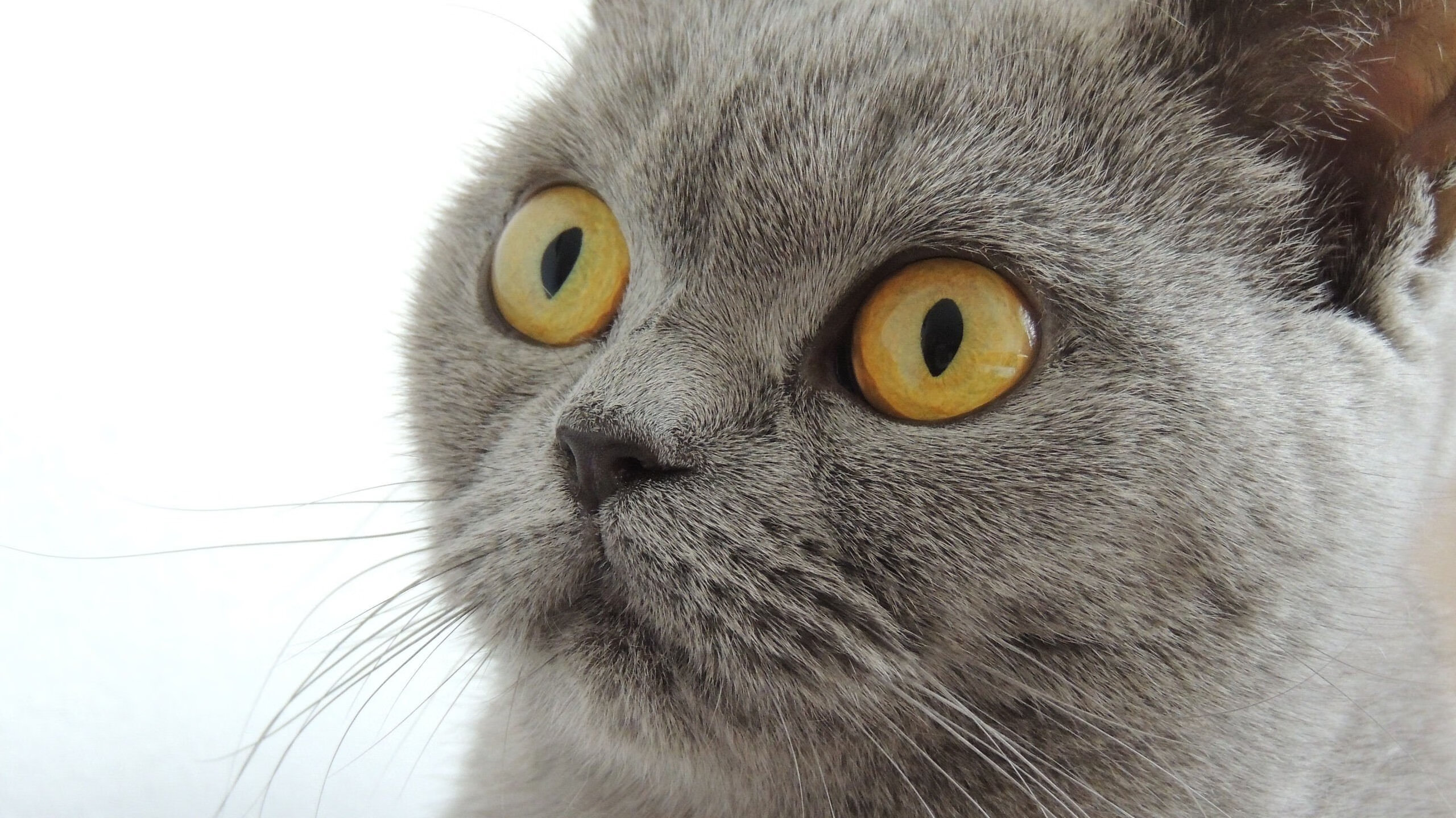 开云体育开云-“武汉马拉松：速度与耐力的巅峰对决！”