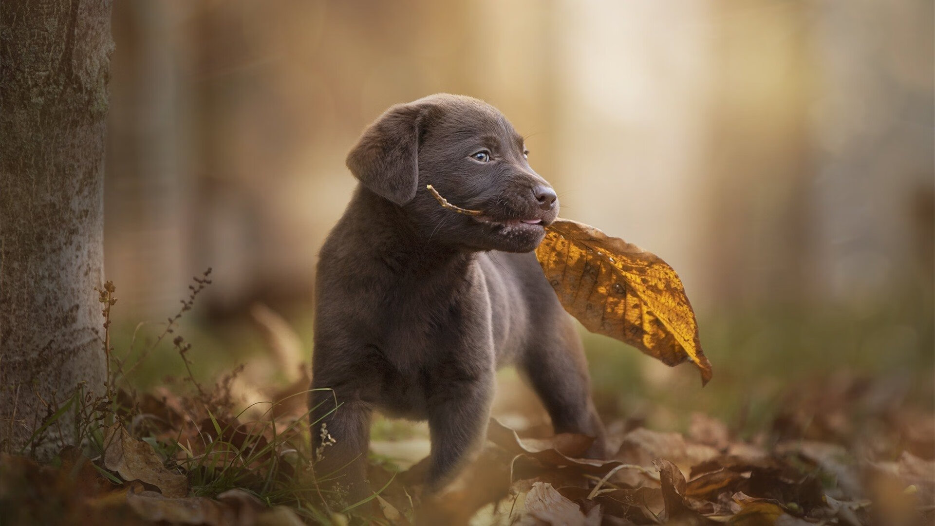 开云体育中国官网-东亚杯中国足球战胜 球迷为球队加油，东亚杯中国足球战胜 球迷为球队加油视频