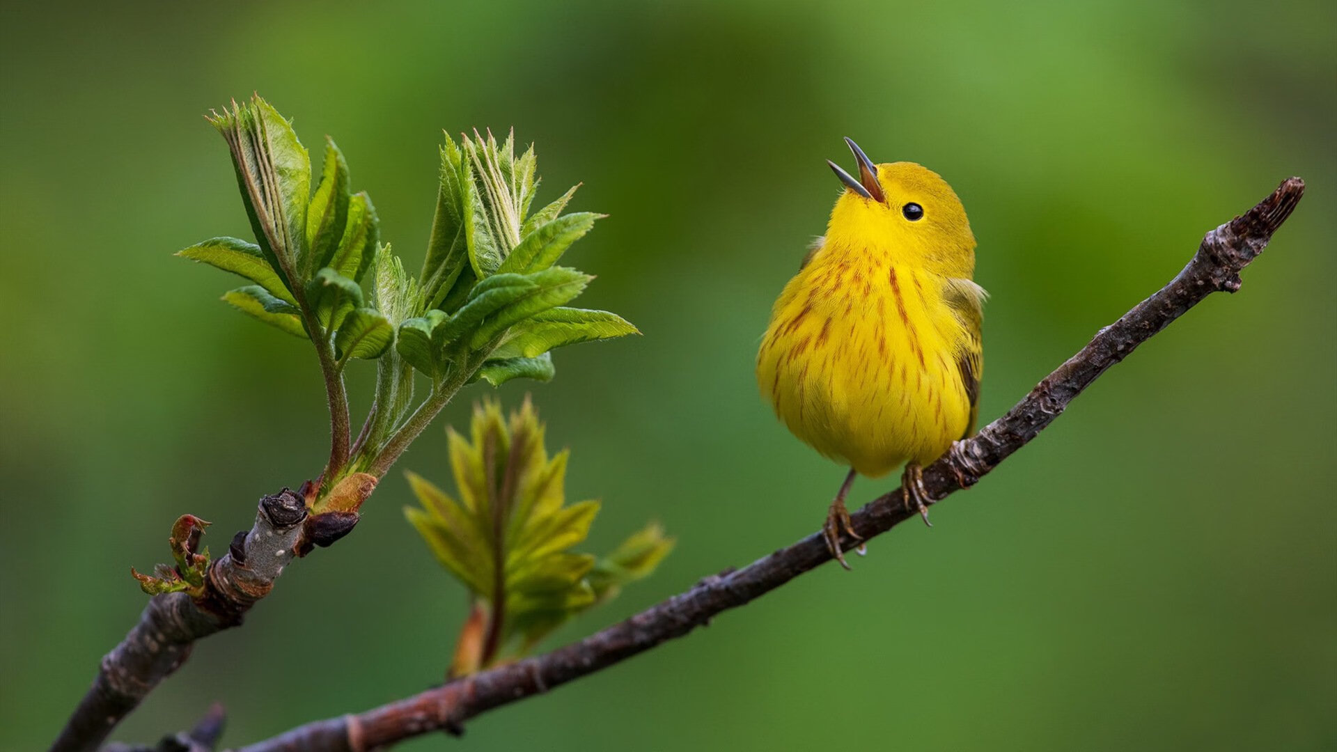 开云体育视频直播-五大联赛技术犯规数量与高强度比赛数量是否同步上升，五次技术犯规