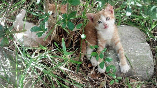 体育科学实验室支持高水平运动队数据分析，高水平运动队体育专项测试