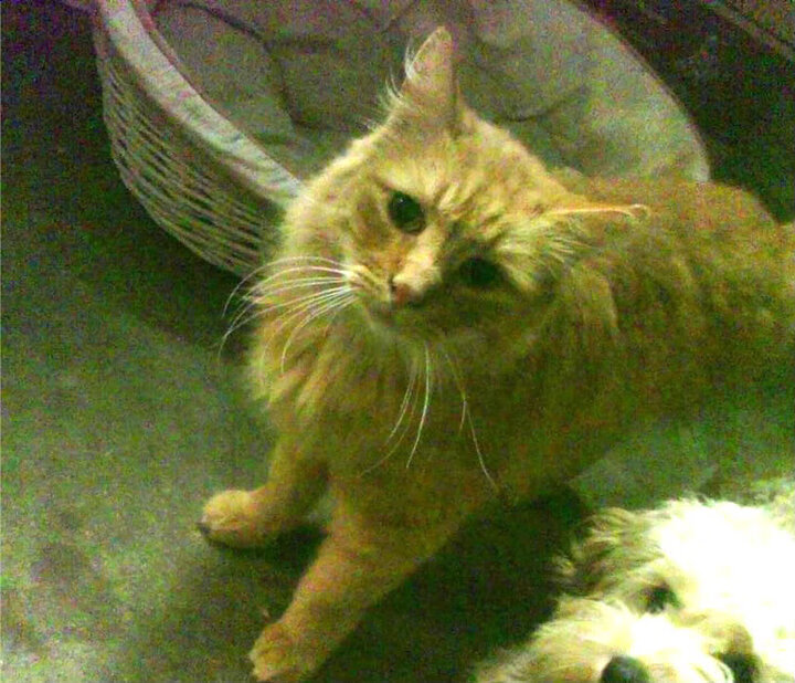 新闻中心亮相行业高峰论坛，高峰论坛新闻稿